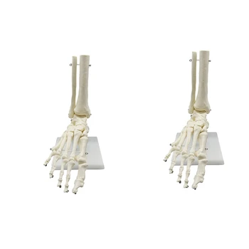 2X 1: 1 Анатомическая модел на крака на човешкия скелет Стъпало и глезен с долната част на крака Анатомическая модел Учебни материали по анатомия
