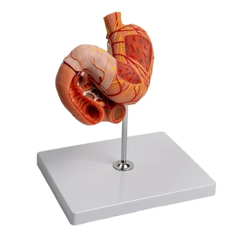Анатомическая модел на стомаха, анатомическая модел на дванадесетопръстника, модел на панкреаса, модел органи на човека