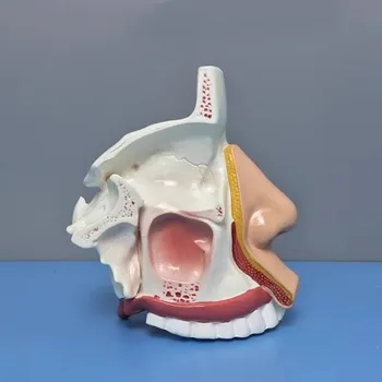 Анатомическая модел кухина, носа Форма на структурата на човешкия носа и синусите отоларингология медицинско обучение триизмерно лицето