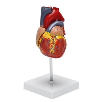 Моделът на човешкото сърце е 1: 1, анатомично точно модел заболявания, анатомия на човешкия скелет в реален размер За показване в класната стая на природните T