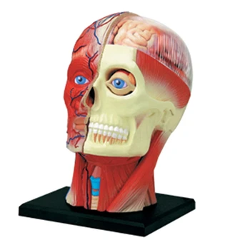 -Тялото на Модел на човешкото тяло Учебна Модел на мускулите на главата, нервните органи за обучение на студенти, модел за сглобяване на обучение