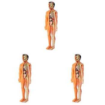 3X 3D модел на анатомията на човешкото тяло, детска Пластмасова играчка-скелет на 