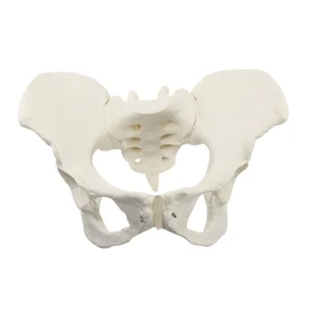 Модел На Женски Таз Модел На Човешкия Скелет Проба Анатомията На Скелета На Бедрото На Мускулите На Тазовото Дъно Медицински Инструмент