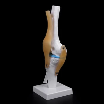 Анатомическая модел гъвкав скелет на колянната става човек, Медицинско Учебно помагало по анатомия