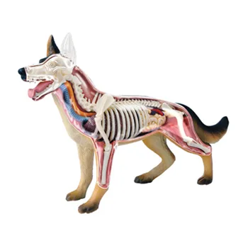 Медицинска анатомическая модел кучета 4D Vision, Анатомическая модел на скелета, Напълно отделяемые органи, части на тялото, детски научни забавни играчки