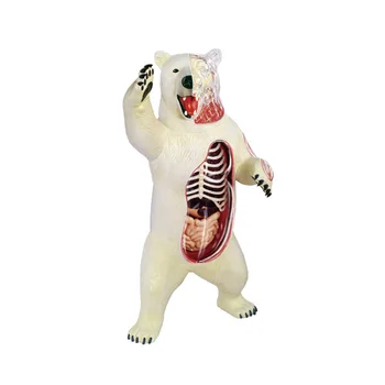Домашни любимци 4D Vision Бяла мечка, 36 части, подвижни органи, анатомическая модел, медицински принадлежности за практикуване, безплатна доставка
